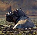 Fons Langenkamp - tourist / &copy;: WWF-Canon