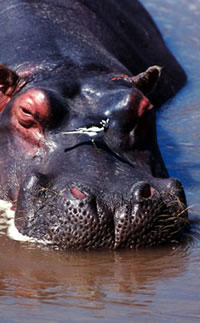 Hippopotamus. / ©: WWF / Fritz Pölking / ©: WWF / Fritz Pölking