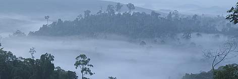 Forests of Borneo. Sabah, Malaysia. / ©: A. Christy WILLIAMS / WWF-Canon rel=