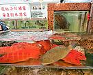 Live reef fish, including groupers, coral trout, snappers and cods with an assortment of crayfish, Lei Yue Mun, Hong Kong, 2009.