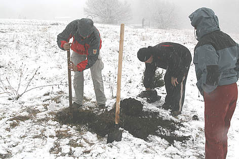 christmas trees planting / &copy;: WWF/Konstantin Ivanov