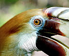 Blyth's hornbill is one of many bird species found within the TransFly.