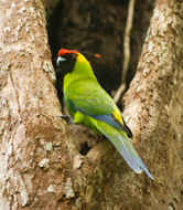 Horned Parakeet (Eunymphicus cornutus), New Caledonia, France. / ©: WWF-Canon / Roger LeGUEN / ©: WWF-Canon / Roger LeGUEN