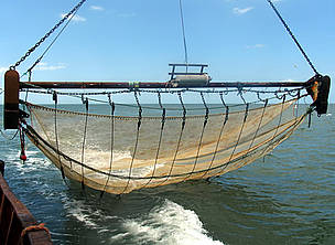 An almost-pure brown shrimp catch made with the HOVERCRAN. / ©: ILVO-Fisheries / ©: ILVO-Fisheries