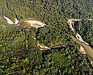 The meandering Drava River is one of Europe's best preserved rivers; now a part of the Croatian section is under formal protection.