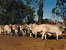 Feed is brought in for the cattle as there is nothing on the ground. This photo was taken in 1994.  / &copy;: Hugh Innes