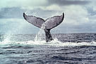  / &copy;: WWF-Canon / Diego M. Garces