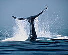 Humpback Whale (<i>Megaptera novaeangliae</i>) feeding (fluke). Cape Cod, Massachussets, USA
