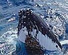 Humpback whales (<I>Megaptera novaeangliae</I>) migrate from Antarctica to the South Pacific every winter to mate and give birth.