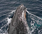 Humpback whale.