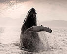 Humpback whale (Megaptera novaeangliae) breaching, Alaska.