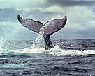 Humpback whales, Megaptera novaeangliae, mate and give birth in the Bay of Málaga, Colombia.