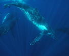 Humpback whales gather in Tonga each winter to give birth and mate before returning to Antarctic feeding areas. Tonga