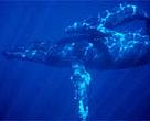 Humpback whales (<I>Megaptera novaeangliae</I>).