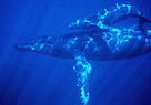  / &copy;: WWF-Canon / Jim Darling