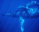 As humpback whales breed in different places at different times, it is critical that whale sanctuaries are not limited to the South Pacific.