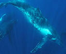 Humpback whales (<I>Megaptera novaeangliae</I>) are one migratory species to benefit from the new initiative.