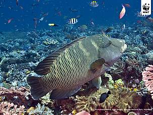 Napoleon wrasse or Humphead wrasse (Cheilinus undulatus), Batu Balong, Komodo National Park, Indonesia.