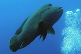Humphead wrasse uses Fijian waters as spawning grounds. / ©: WWF-Canon / WWF-Hong Kong / Cindy Cheng Humphead (or Napoleon, or Maori) wrasse. Red Sea, Egypt. / ©: WWF-Canon / WWF-Hong Kong / Cindy Cheng
