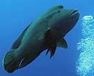  Humphead (or Napoleon, or Maori) wrasse. Red Sea, Egypt.