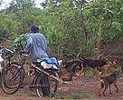 Wild meat hunter with dogs near Lugufu refugee camp, Tanzania