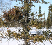 Many of the spruce trees have been affected by heat stress. / ©: Tonje Folkestad / ©: Tonje Folkestad