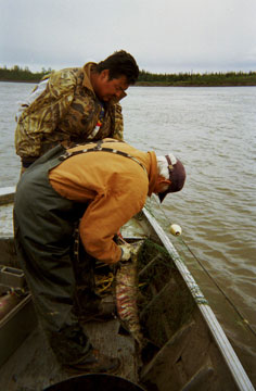 Subsistence salmon fishing with Ross Sam & George Attla in summer near Huslia, Alaska. / ©: Kathy Turco Subsistence salmon fishing with Ross Sam & George Attla in summer near Huslia, Alaska. / ©: Kathy Turco