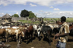 Local farmer with his cattle herded together in a corral for the night, which is a pre-condition ... / ©: WWF-Canon / Folke WULF Local farmer with his cattle herded together in a corral for the night, which is a pre-condition ... / ©: WWF-Canon / Folke WULF