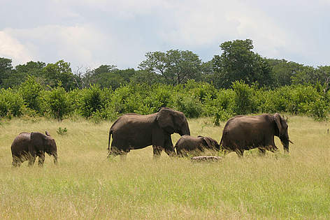 An African elephant family roaming through high grass. / ©: WWF-Canon / Folke WULF An African elephant family roaming through high grass. rel=