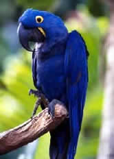 Hyacinth macaw (Anodorhynchus hyacinthinus), Pantanal, Brazil. / ©: WWF - Canon/Martin HARVEY Hyacinth macaw (Anodorhynchus hyacinthinus). / ©: WWF - Canon/Martin HARVEY