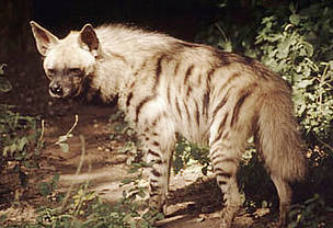 Striped hyenas used to be widespread throughout the southern part of Central Asia, but today are ... / ©: WWF / Mandal Ranjit / ©: WWF / Mandal Ranjit