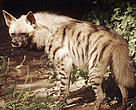 Striped hyenas used to be widespread throughout the southern part of Central Asia, but today are only found in small numbers in southern Turkmenistan, Uzbekistan and Tajikistan.