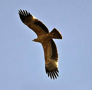 Iberian imperial eagle (Aquila adalberti). / &copy;: Martien Brand