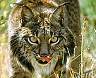 "Morena", the oldest female (13 years old) of the captive breeding program of the Iberian Lynx (Doñana National Park). Spain.