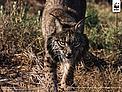 Iberian lynx (Lynx pardinus)  / &copy;: Sanchez & Lope / WWF-Canon