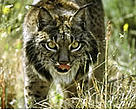 The Iberian lynx (<I>Lynx pardinus</I>) is the world's most endangered wild cat species.