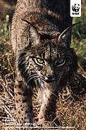 Iberian lynx (Lynx pardinus)  / &copy;: Sanchez & Lope / WWF-Canon