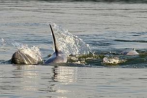 Mekong+dolphin+population