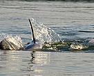 The critically endangered Irrawaddy dolphin, Orcaella brevirostris, photographed at Kratie Province in northeast Cambodia. The Mekong dolphin population is estimated at between 66 and 86 individuals inhabiting a 190km stretch of the Mekong River between Cambodia and Lao PDR.