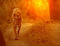  / &copy;: R.Isotti, A.Cambone - Homo Ambiens / WWF-Canon