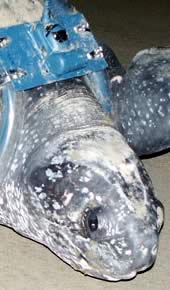The leatherback turtle named Idun. Click to view an enlarged picture / ©: WWF-Canon / Carlos Drews The leatherback turtle named Idun. Click to view an enlarged picture / ©: WWF-Canon / Carlos Drews