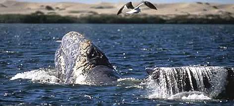 Critically endangered Gray whale Eschrictius robustus. / ©: IFAW - www.ifaw.org / R. Sobol Critically endangered Gray whale Eschrictius robustus. rel=