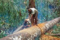 Illegal logging, Tesso Nilo, Sumatra, Indonesia. Illegal logging is a major threat to the world's ... / ©: WWF-Canon / Volker Kees Illegal logging, Tesso Nilo, Sumatra, Indonesia. Illegal logging is a major threat to the world's ... / ©: WWF-Canon / Volker Kees