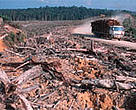 Illegal logging for the paper industry, Riau province, Sumatra, Indonesia.
