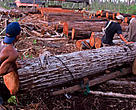 Illegal loggers clearing a swamp forest for a palm oil plantation. Central Kalimantan (Borneo), Indonesia. 