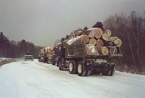 Twenty per cent of timber reaching Denmark from Russia could be illegal. / ©: WWF-Russia rel=