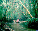 Gunung Palung National Park, Borneo, Indonesia