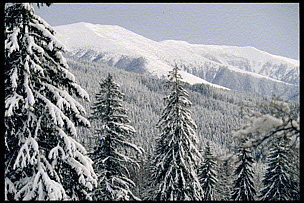 The Carpathian Mountains are Europe's last great wilderness area. / ©: Popp & Hacker, WWF-DCP / ©: Popp & Hacker, WWF-DCP