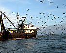 Los bolicheros son barcos de pesca artesanal de arrastre, que navegan en las aguas del Pacífico colombiano.