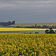 Cultivated Crops - Primarily Canola - in the Atlantic Forest © © WWF / Amanda Parker